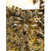 Пчёлы карпатка: пчелиные плодные матки и пчелопакеты