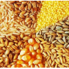 Продажа зерновых (пшеница, кукуруза, ячмень) .