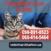 Стерилизация кошки Харьков