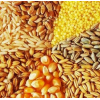 Продажа пшеницы, кукурузы, ячмени.