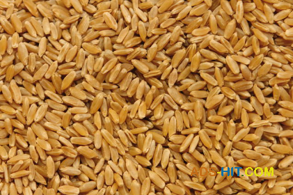 Пшеница оптом (FAS, FCA, CIF)