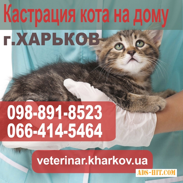 Кастрация кота на дому в Харькове - 550 грн.