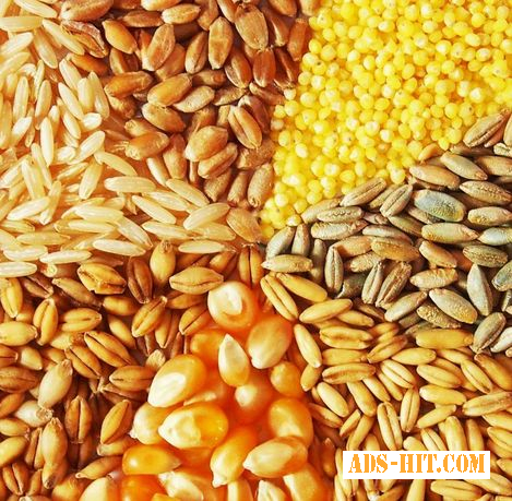 Продажа зерновых (кукуруза, пшеница, ячмень) .