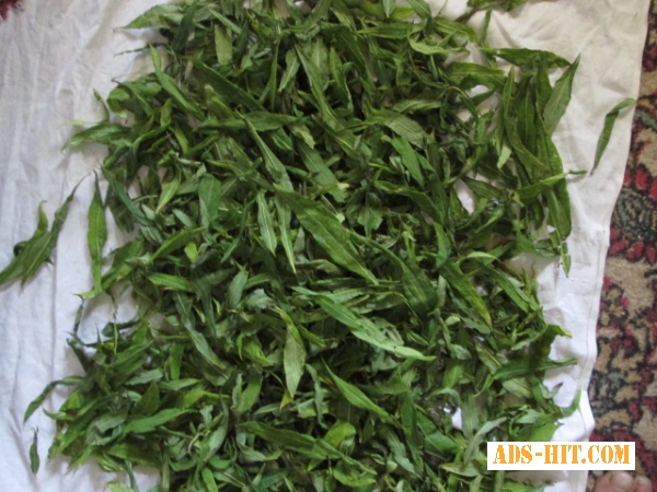 Иван чай лист цельный зелёный, кипрей, Epilobium angustifolium, Карпат, высокогорный, эко, натур.