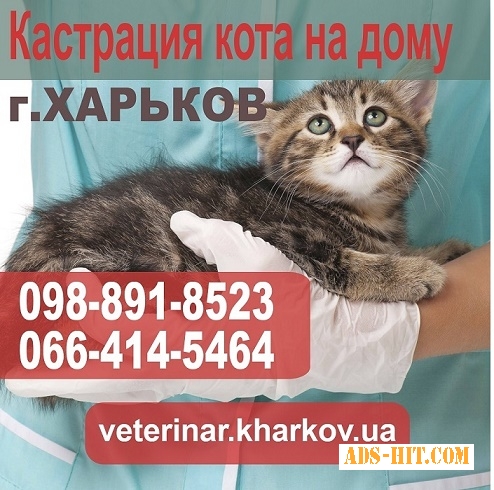 Кастрация кота на дому Харьков. Стоимость 550 грн.