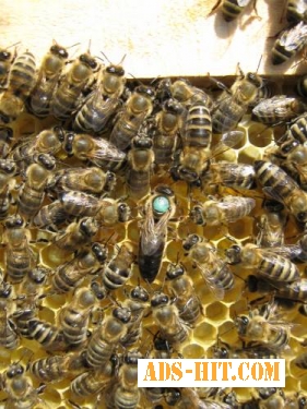 Пчёлы карпатка: пчелиные плодные матки и пчелопакеты