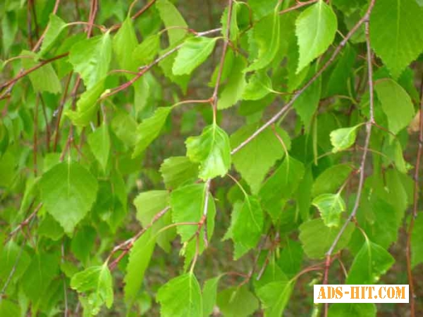Листья березы 50 грамм