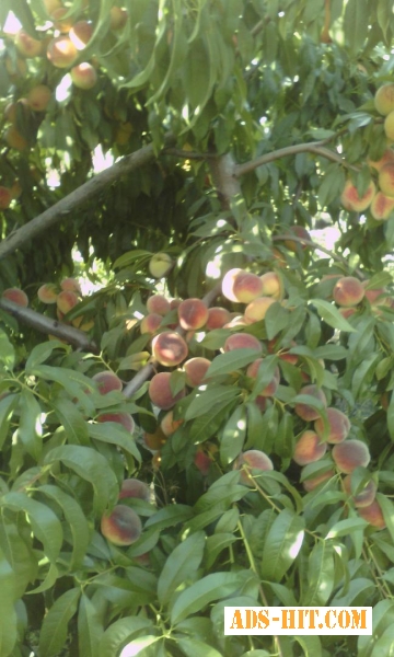 Питомник саженцев; персик, нектарин, слива, яблоня, черешня.