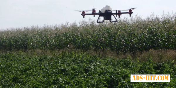 Обприскування кукурудзи дронами - послуги агрокоптера
