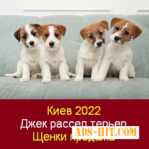 Киев 2022 Щенки Джек рассел терьеров Продажа