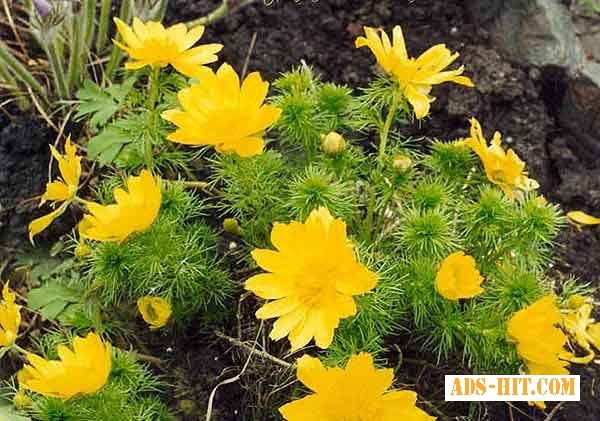 Адонис (Горицвет весенний, Adonis vernalis) цвет с травой 50 грамм