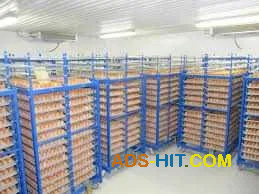 Холодильна камера Тривалого зберігання яєць (встановлення під ключ)