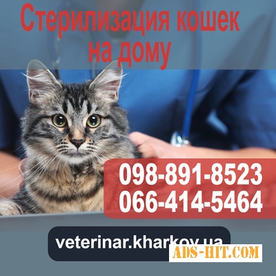 Стерилизация кошек в Харькове на дому - 950 грн.
