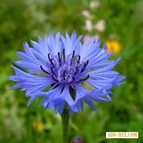 Василёк синий (цвет) 50 грамм