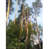 Спил дерев у Києві