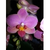 Красивые орхидеи