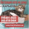 Кастрация кота на дому Харьков. Стоимость 550 грн.