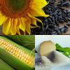 НВФ «ГРАН» пропонує насіння соняшника, кукурудзи, ярого/озимого ріпаку та кормового/цукрового буряку