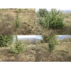 Саженцы можжевельника съедобного, Juniperus, верес обыкновенный, куст, дерево под заказ.