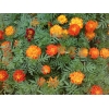 Цветы бархатцы (чернобривцы) 100 грамм