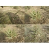 Саженцы можжевельника съедобного, Juniperus, верес обыкновенный, куст, дерево под заказ.