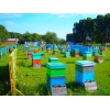 Предприятие покупает мед, прополис, воск в Николаевской области.