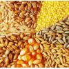 Продажа зерновых: кукуруза, ячмень, пшеница.