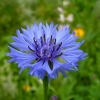 Василёк синий (цвет) 50 грамм
