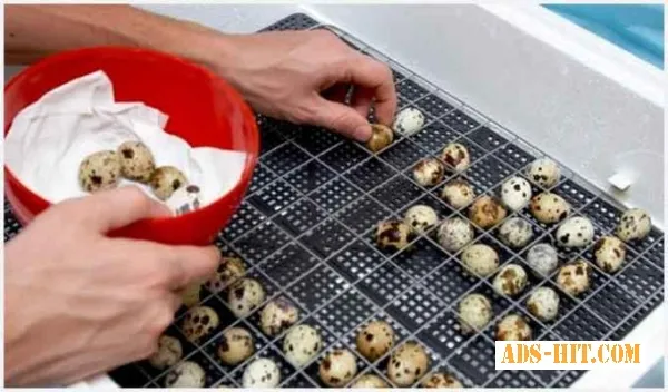 Инкубационные яйца перепелов. Эстонцы, Техасцы