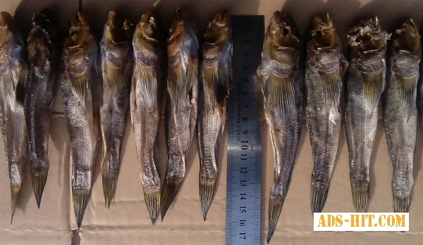 Бычок азовский