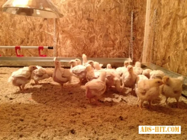 Цыплята бройлеров Кобб 500