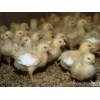 Цыплята бройлеров Кобб 500